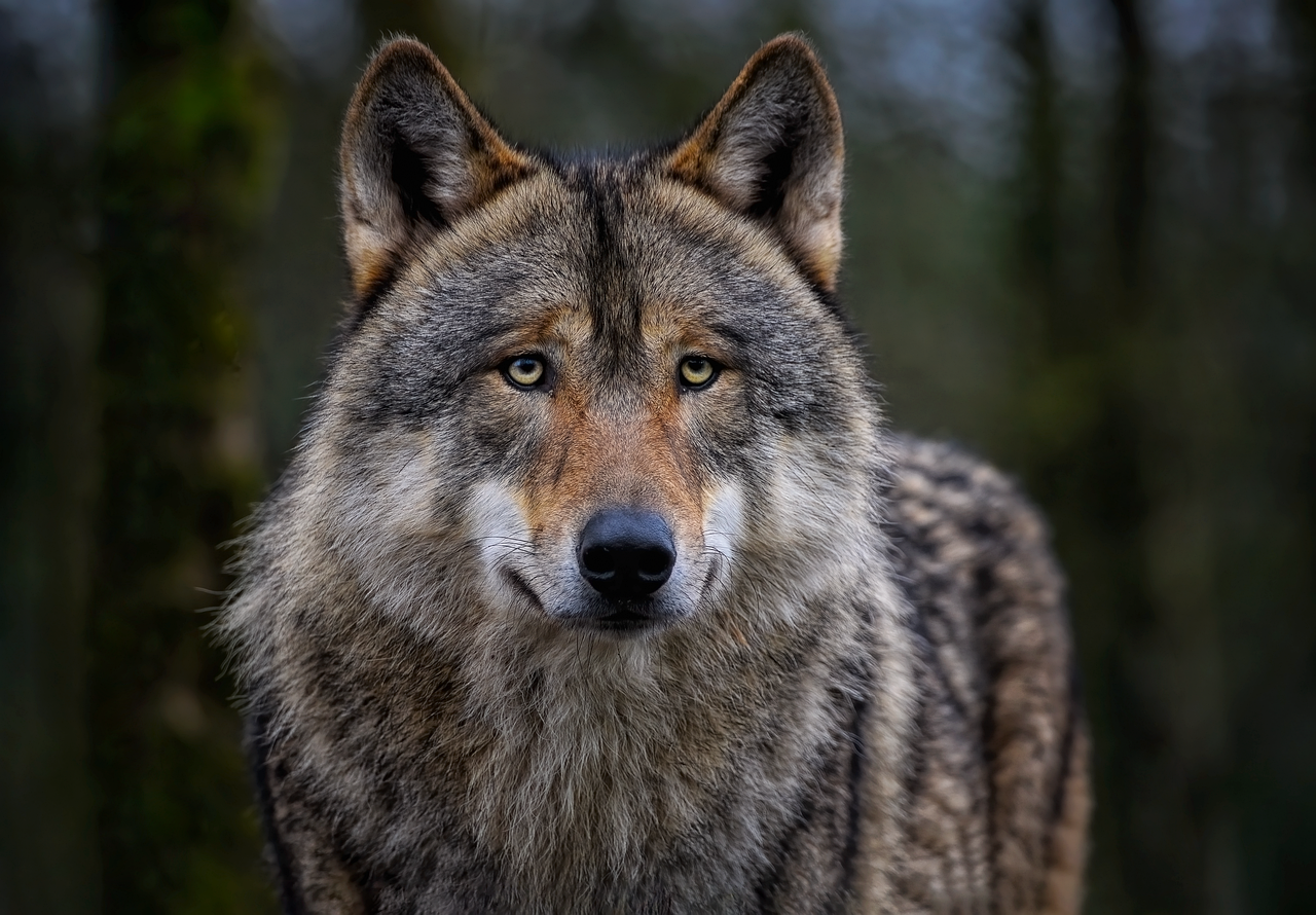 Bild von Angela auf Pixabay